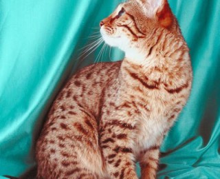 Bengal kitten