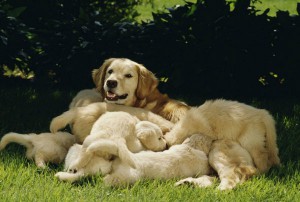 A mother Golden Retriever dog with her puppies