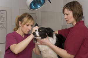 Two veterinary nurses check a Border Collie's ears 