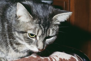 Grey Tabby Cat