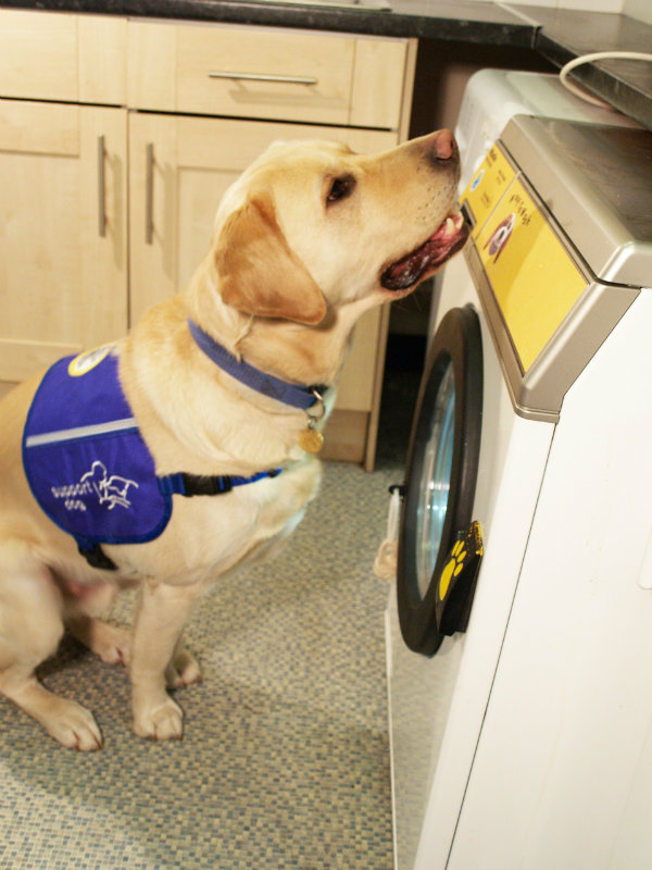 How Support Dogs Are Changing Lives Argos Pet Insurance