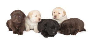 A litter of puppies