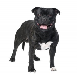 Staffordshire Bull Terrier