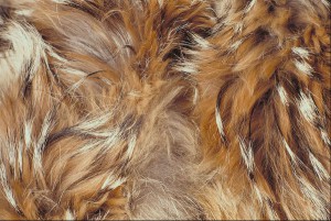 Close up image of dog fur