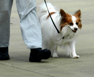 White and ginger long haired chihuahua walking on a lead