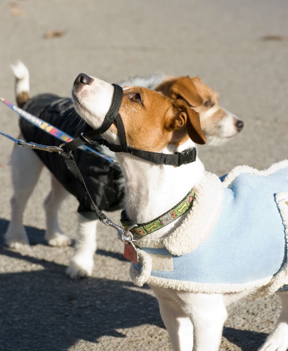 Two Jack Russels