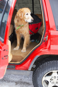 Hobbies you and your dog can enjoy - a dog in a car