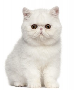 Exotic Shorthair