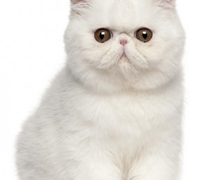 Exotic Shorthair