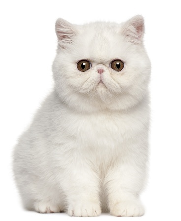 Exotic Shorthair kittens for Sale Illinois