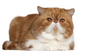 An Exotic Shorthair cat with ginger fur