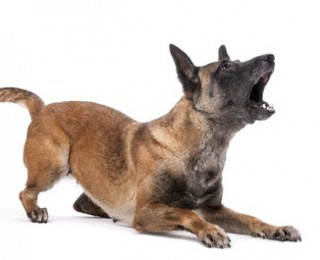 A territorial dog barking