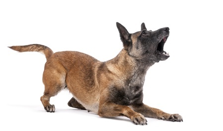 territorial behaviour in dogs