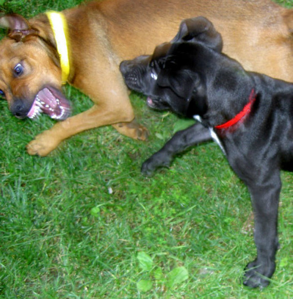 Dangerous Dogs Act