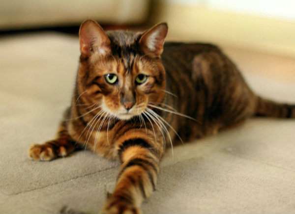 Breed Review: Toyger Kittens and Cats - Argos Pet Insurance