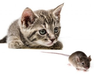 Is your cat giving you a gift - A cat eyes up a mouse