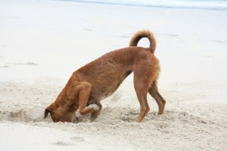 How Can I Get My Dog To Stop Digging How Can I Get My Dog To Stop Digging