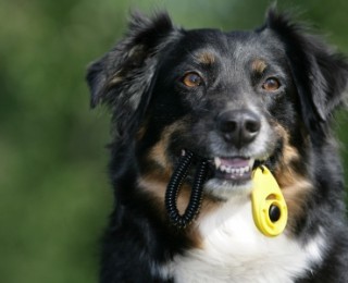 Black, fluffy dog with a dog clicker tool in their mouth