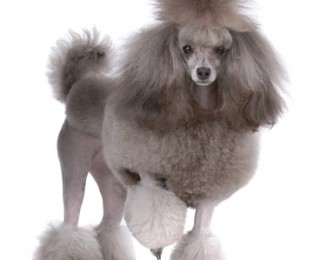 Image of a dark grey Poodle with a plain white background