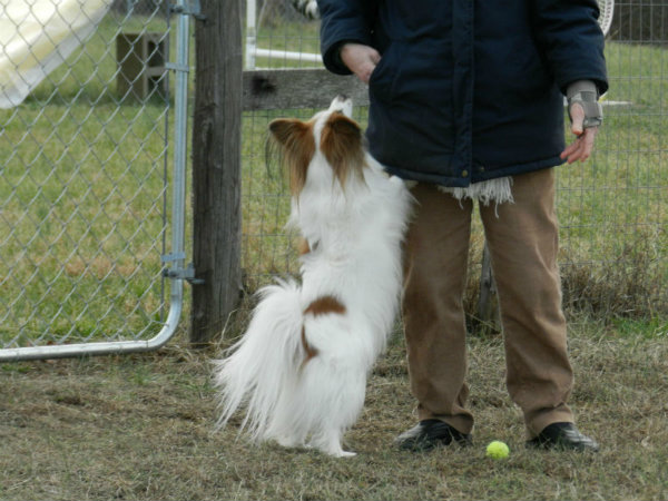 An Introduction To Clicker Training - Argos Pet Insurance