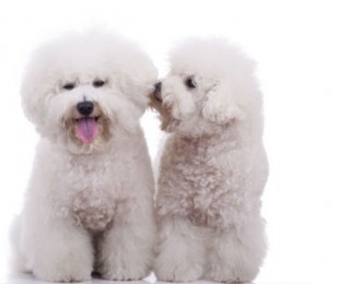 A pair of Bichon Frise puppies