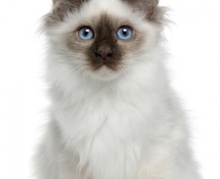 Birman Cat