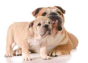 Bulldogs suffer from purebred health issues