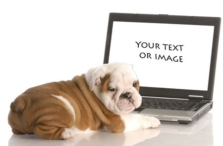 Bulldog typing on a laptop