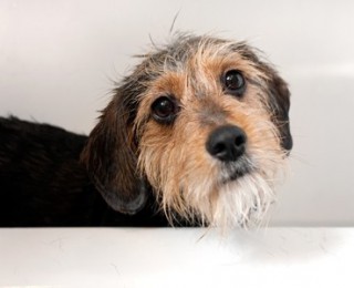 Dog scared of Bonfire Night Fireworks