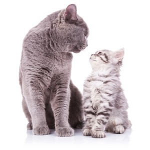 Why Some Cats Get on & Others Don’t - Co-habiting Cats