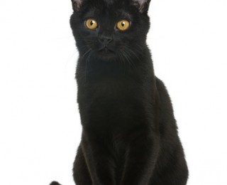 Bombay Cat