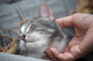Cat rubbing head on owner's hand