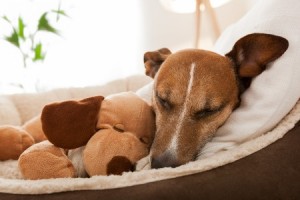 Keeping Dog's Bed Clean. A sleeping dog in a dog bed