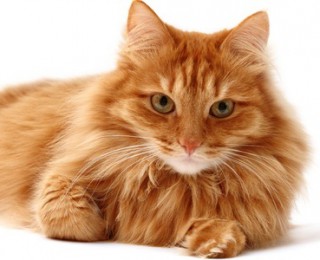 Fluffy ginger cat