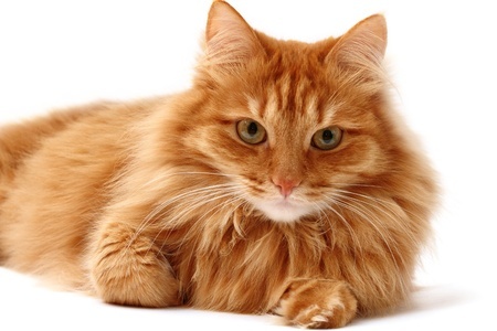 Fluffy ginger cat