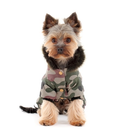 yorkie puppy coat does my pet need a winter coat argos pet insurance yorkie puppy coat does my pet need a winter coat argos pet insurance