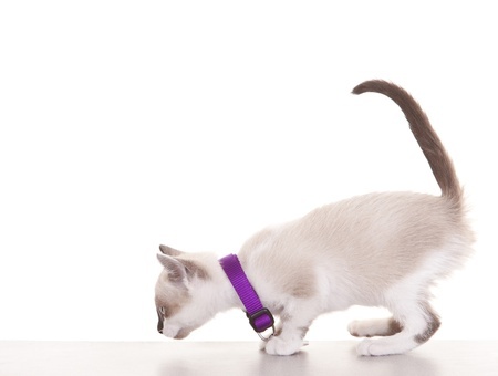 How to Choose the Right Cat Collar - Argos Pet Insurance