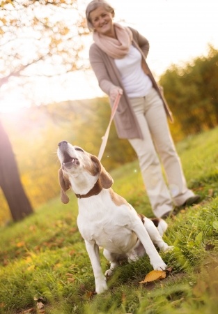 signs of arthritis in dogs a guide to arthritis in dogs argos pet insurance signs of arthritis in dogs a guide to arthritis in dogs argos pet insurance