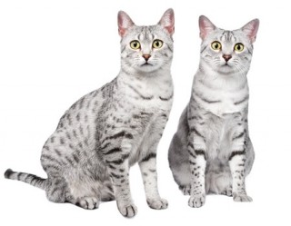Two Egyptian Mau kittens looking at the camera