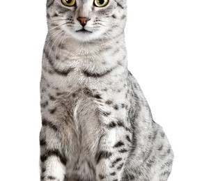 Egyptian Mau