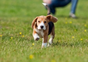 A Beagle puppy running on grass