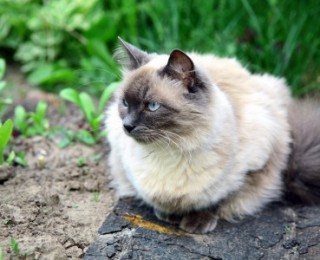 Balinese cat