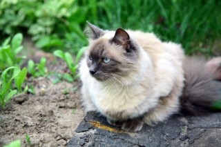 Breed Review Balinese Cats Kittens Argos Pet Insurance