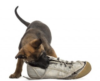 Funny Dog Videos - Dog chewing shoe
