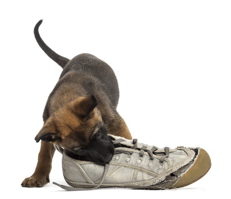 Dog chewing shoe
