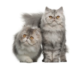 Two cute Persian kittens