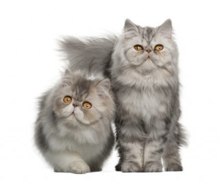 Two cute Persian kittens