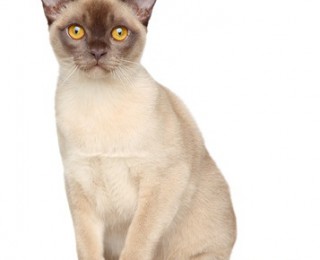 Burmese Cat