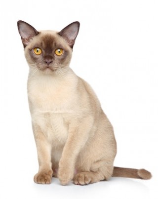 Breed Review: Burmese kittens and cats | Argos Pet Insurance