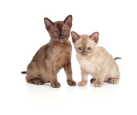 Two cute Burmese kittens